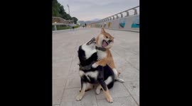 Playful pups in Hong Kong: joyful doggy hug and spin