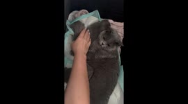 Keep Your Paws Off My Kittens