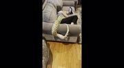 temp