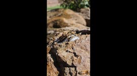 Bees Enjoy a Sugary Feast