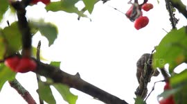Squirell Eatting Water Aple on the tree in Tanah Datar Dsitrict, West Sumatra, Indonesia, on October 27, 2023.
