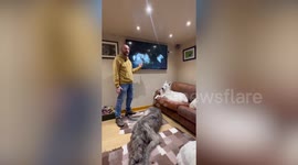 Couple live with 11 Irish wolfhounds and spend £15k on dog food alone