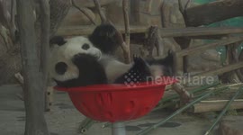 Playful panda spins in red basin in Chinese zoo