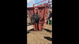 Abscess makes the heart grow fonder: Gross clip of GIANT abscess being popped off Arizona cow