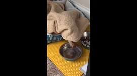 Rescue dog Big Tex enjoys cozy hydration and snacks in his bed