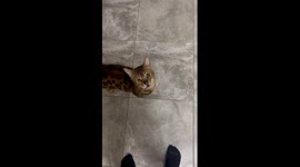 Raspy Cat Breaks Into Bag Of Dog Food