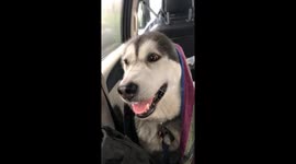 Rainy day stuck inside the car with our three wet Alaskan Malamutes