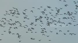 Critically endangered migratory birds return to southern Chinese city for wintering