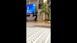 Cat Drags Bed To Better Corner