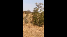 The beauty of nature in the National Park of KrugerDifferent herbivores drinking water