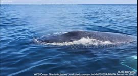 Curious whale approached research boat and swam around it for several minutes