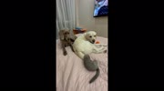 temp