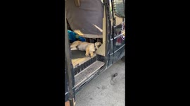 Sleepy Pooch's Hilarious Wake-Up Call on the Job in China