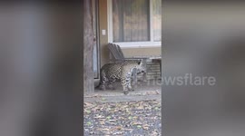Safari tourist watches big cats make out on villa doorstep in Brazil