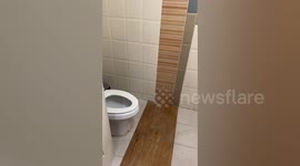 Resident shocked when snake emerges from her toilet's U-bend