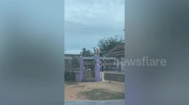 Dog climbs concrete post for a lookout point outside home
