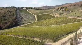 Italian winery explores opportunities in Chinese market