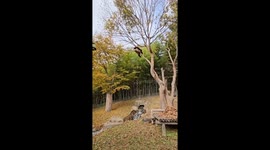 “The Thinker” in South Korean: Chinese Gaint Panda Fubao Contemplates Life on Tree