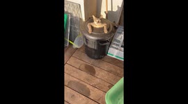 Curious cat hides in trash bin, makes quick escape