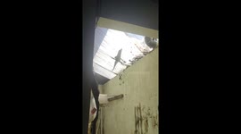 Monitor lizard falls into house in Bantul, Yogyakarta – dramatic video