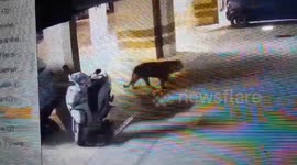Leopard on the loose! Big cat roams car park of building in southern India