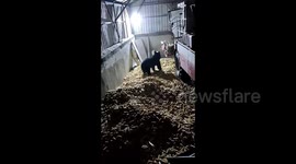 Black bear invades Chinese village, killing and injuring 4 pigs