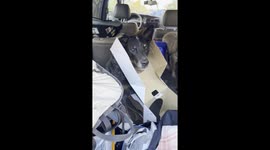 Blue Heeler Gets Head Stuck in Box