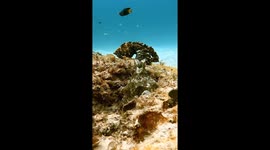 Octopus Punches Annoying Fish