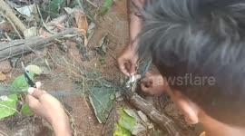 Nine-foot-python saved from lethal entrapment in fishing net