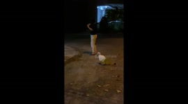 Pet duck wears diaper on walks to avoid mess