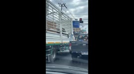 Baby elephant reaches trunk to passing car to say 'hello'