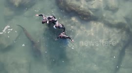 Hilarious moment 'harmless' sandbar shark frightens snorkellers by swimming up to them