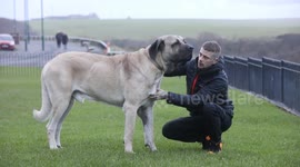 Meet the UK's biggest dog who eats an entire chicken for dinner every day