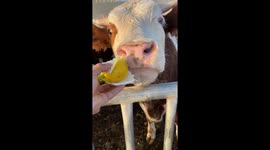 Lemony Surprise Leaves Cautious Cow Backing Away in China