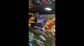 Pet cats wear orange taxi driver jackets in Thailand