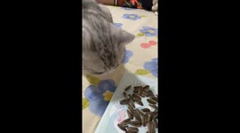 Talented Chinese Kitten Showcases Skills at Snacking on Sunflower Seeds