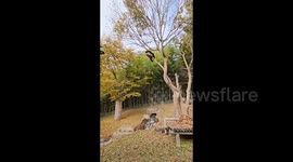 Chinese Gaint Panda Fubao Contemplates Life on Tree in Yongin-si, South Korea