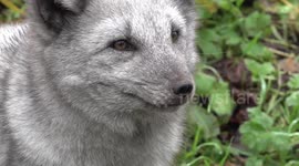 Arctic foxes enjoying new home in Staffordshire, UK