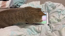 Cat chases mouse in Tom and Jerry playing on ipad in China