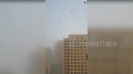 Thousands of crows circle buildings like horror movie in China