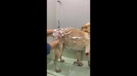 Adorable Labrador Pup's Bath-Time Booty Shake in China