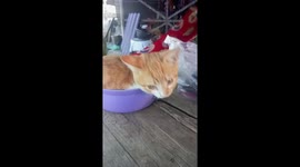 Pet cat squeezes into purple plastic tub