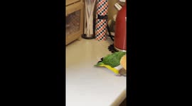 Curious parrot Clementine spins to peek under bread box