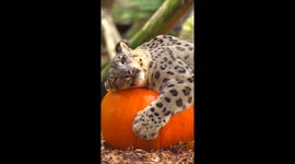 Snow leopard Jessie snuggles with giant pumpkin in adorable video