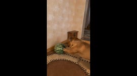French bulldog Tyson's hilarious battle with a watermelon