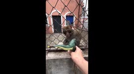 Monkey Disdains Dinosaur Toy in Chinese Scenic Spot
