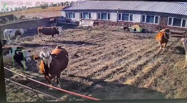 Cow miraculously survives electric shock after biting into power line in China