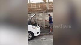 Kind neighbour removes large python from inside woman's car engine