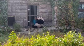 Panda Meng Meng Gets an Extra Meal in China