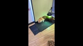 Unusual Not-So-Calm Capybara Gives Cat a Surprise in China